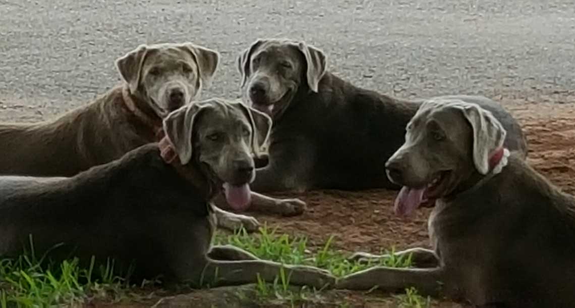 All Four Dogs